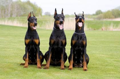 Three Doberman Dogs at a Apartment Complex yard.