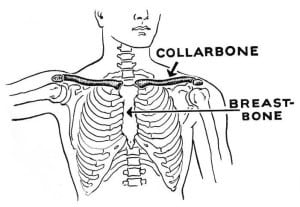 Collarbone (Clavicle) and breastbone