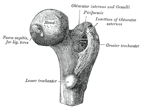 Femoral: Head, Greater trochanter, Lesser trochanter