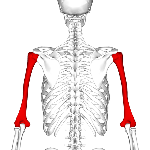 Humerus (Upper arm bone).