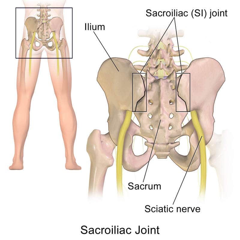 Sciatic Nerve 