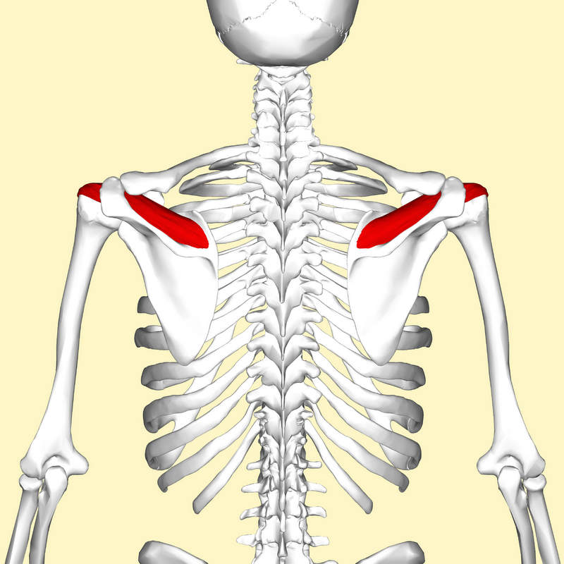 Supraspinatus muscle (rotator cuff)