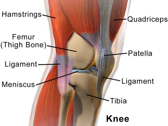 Kneecap (Patella).