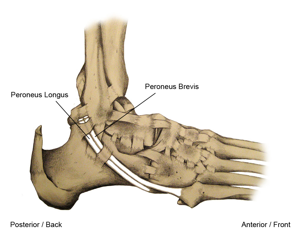 Peroneal Tendon in the Ankle