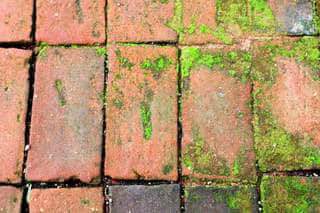 Algae on a Walkway, Tile, Brick