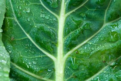 Do I have a Case if I Slip and Fall on a Collard Green in a Florida Supermarket