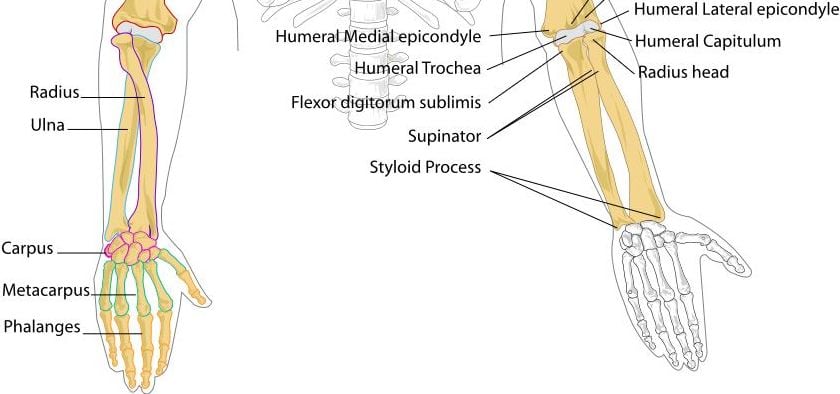 ulnar styloid, distal radius