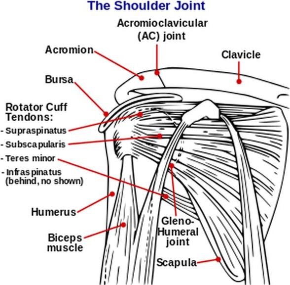 Shoulder Joint. Acromioclavicular (AC) Joint, acromion, 