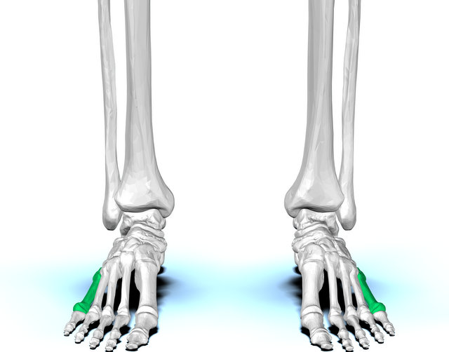 Fifth metatarsal bone