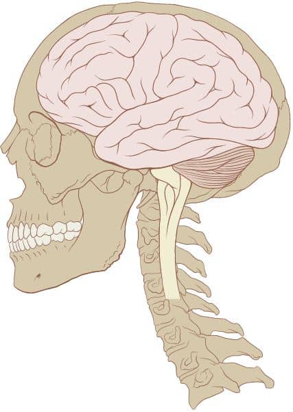 brain and skull