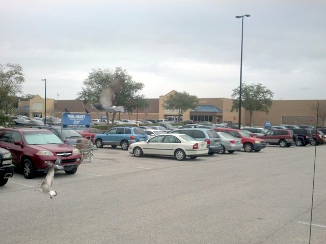 Walmart Supercenter and parking lot Pinellas County, Florida