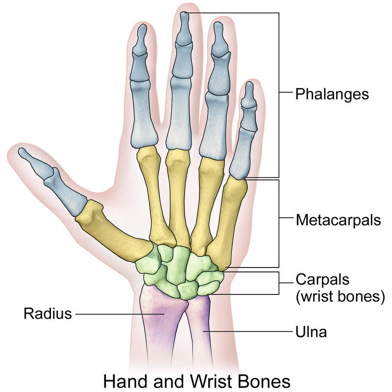 Hand and wrist bones, metacarpals, phalanges, carpals, ulna