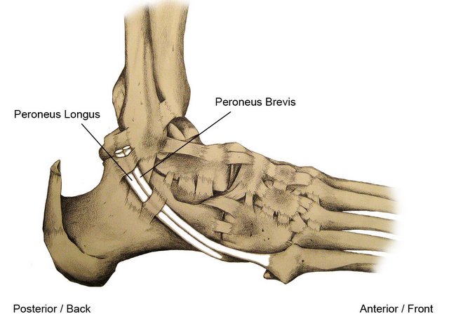 Peroneal Longus and Brevis Tendons in Ankle