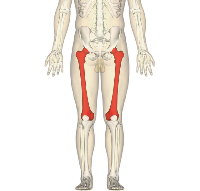Femur Bone cookie cutterskeleton anatomy thighbone doctor fracture orthopedic 