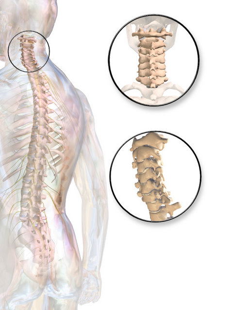 Cervical Spine (Neck).