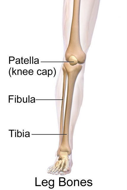 Tibia and Fibula Leg Bones