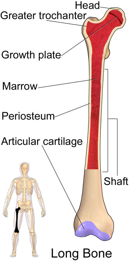 The femoral shaft goes from beneath the hip to area where bone starts to get broader at the knee.