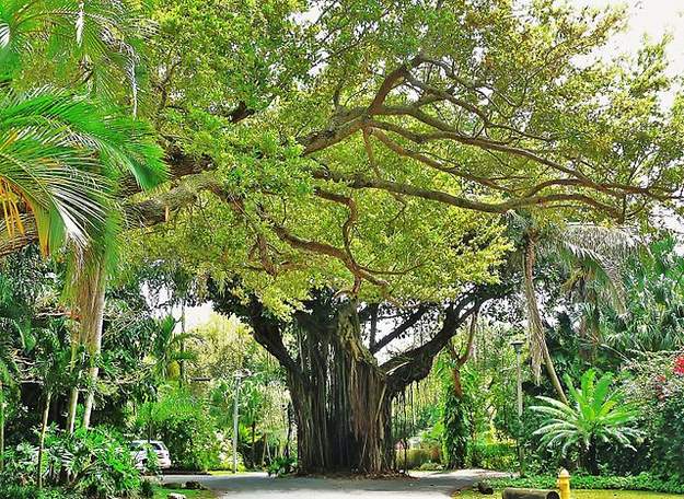 Street in Coconut Grove