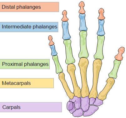 Parts of the finger