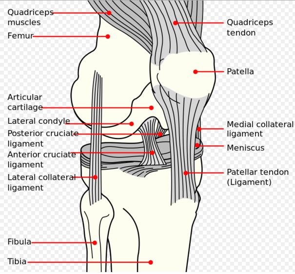 Patella