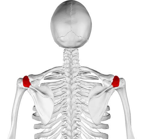 Acromion of Scapula