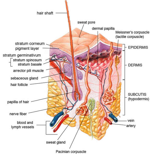 Dermis and Subcutaneous Tissue
