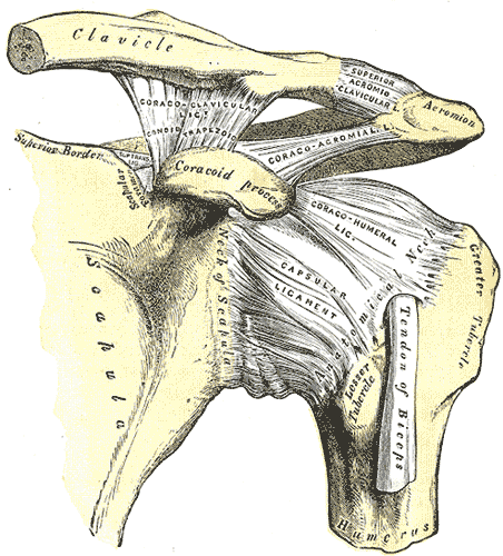 left shoulder and acromioclavicular joints, and the proper ligaments of the scapula.