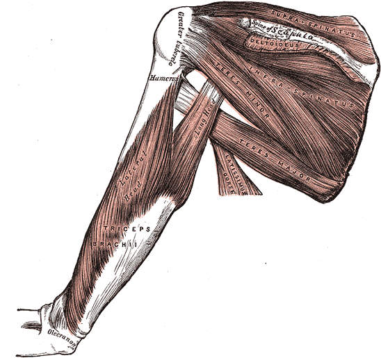 Rotator Cuff (Muscles from back view of scapula)