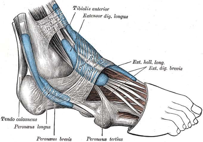 Extensor hallucis longus