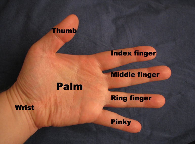 Hand with wrist labeled at left.