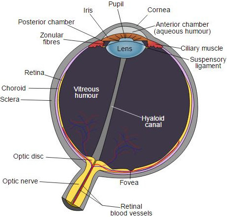 Human eye