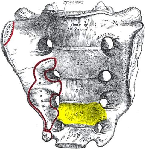 Sacrum (with S4 higlighted in yellow)