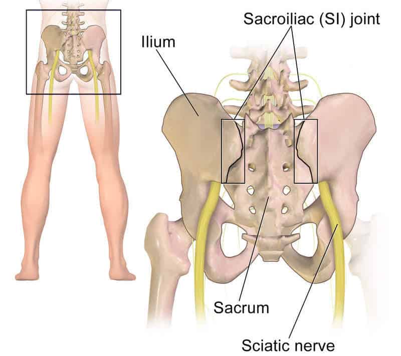 Sciatic Nerve 