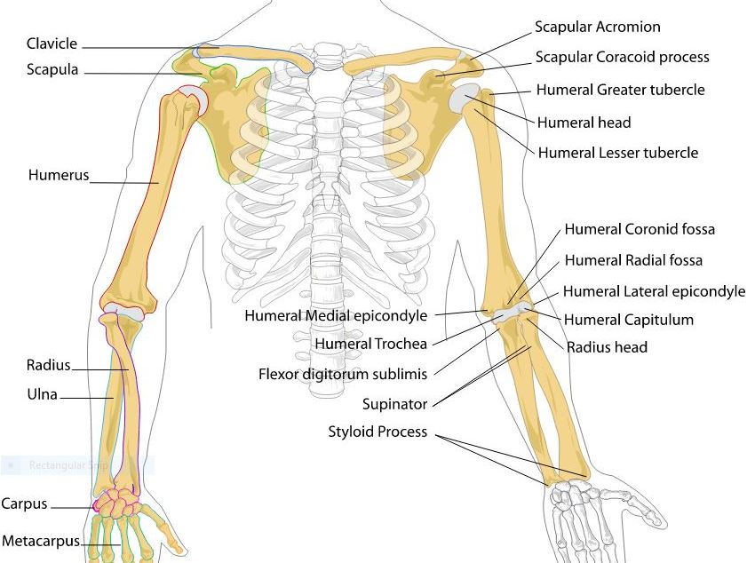 Arm Pain and Injury Car Accidents, Slip & Fall Claims & More