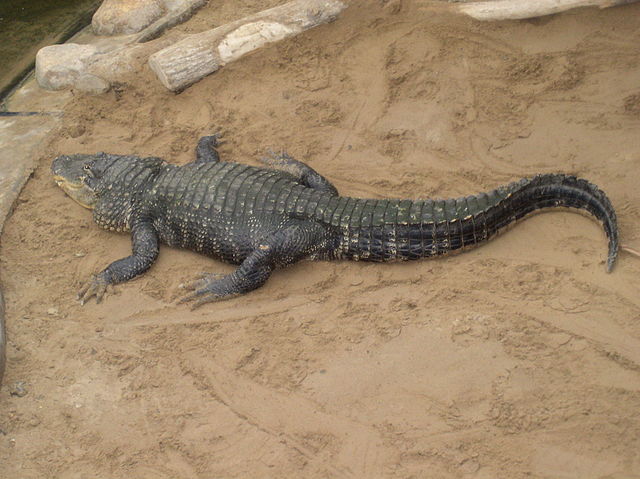 alligator