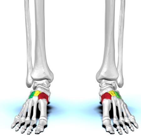 Cuneiform bones (Red is Medial; Yellow is intermediate; Green is lateral)