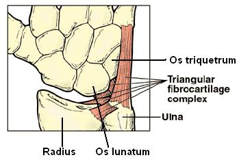 Triangular fibrocartilage Complex