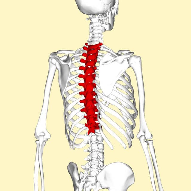 thoracic vertebrae