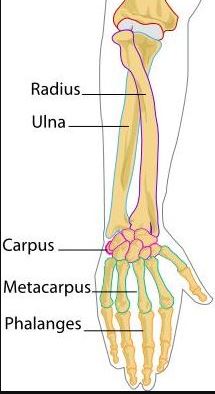 radius and ulna