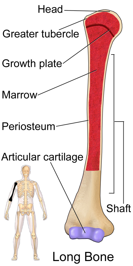 Humeral head is the top of the humerus