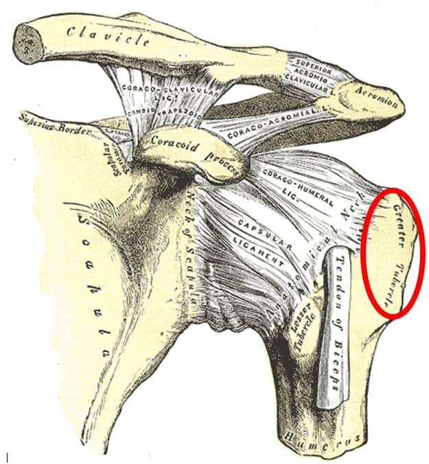 greater tuberosity of the humerus