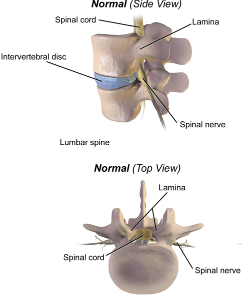 Lamina of the vertebrae in the spine