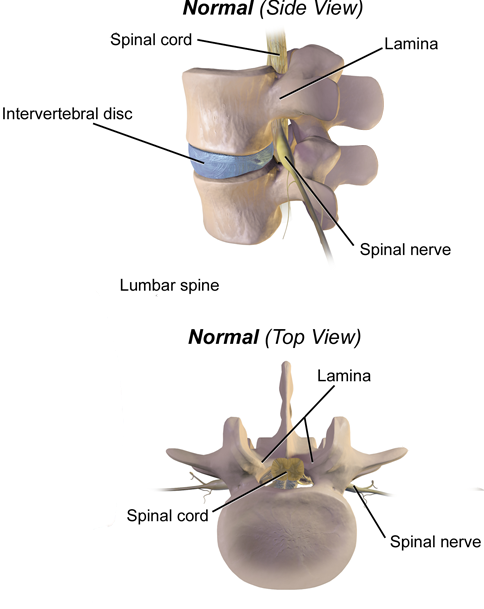 Lamina of the vertebrae in the spine