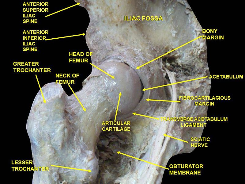 Hip joint - Acetabulum - Side view