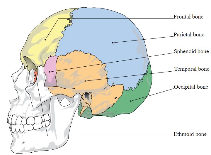 bones affected in a basilar skull fracture