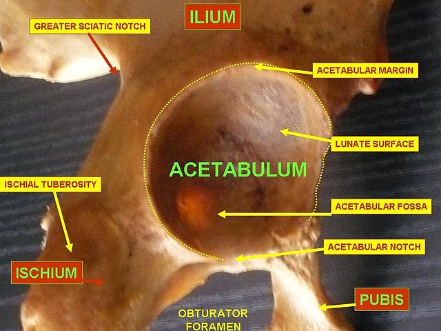 Acetabulum diagram