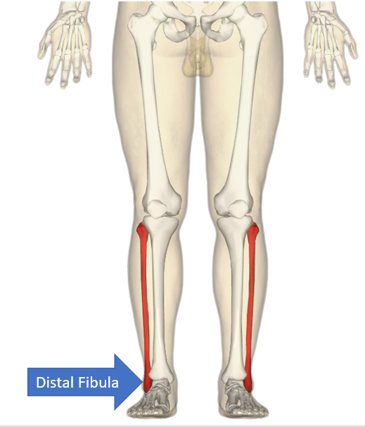 the distal fibula (forms the ankle joint)